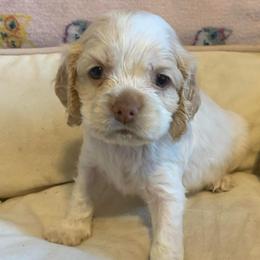 Boy 3 - Buff and white male Cocker Spaniel puppy in Gadsden, Alabama from Rich Cat’s