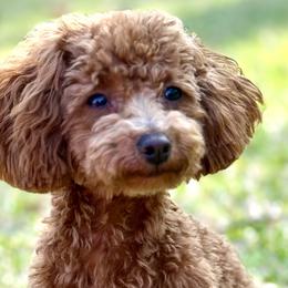 Bernedoodles, Goldendoodles, and Poodles from Summer Springer