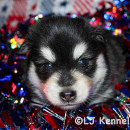 Kylian - Black and white female Pomsky puppy in Centerville, Iowa from LJ Kennels Pomskies, LLC