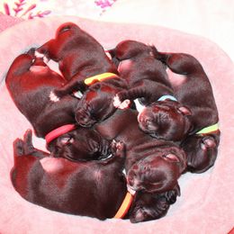 Staffordshire Bull Terrier Puppies from Ol'Wood Stafford's