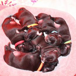 Staffordshire Bull Terrier Puppies from Ol'Wood Stafford's
