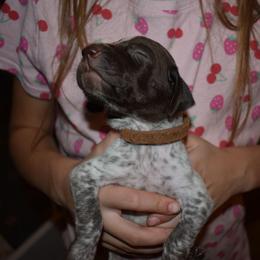 Stetson- Brown - Liver and white male German Shorthaired Pointer puppy in Riverdale, Michigan from Ninemire Farm