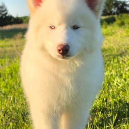 Pomsky and Siberian Husky Puppies from A-Dream Pomsky Kennel