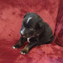 German Shepherd and Miniature Australian Shepherd Puppies from Central Florida Shepherds
