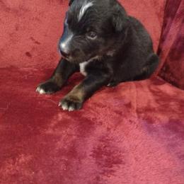 German Shepherd and Miniature Australian Shepherd Puppies from Central Florida Shepherds