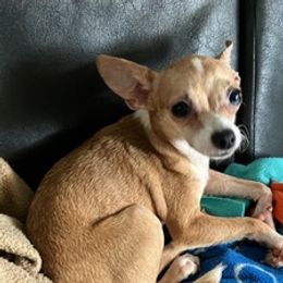 Chihuahuas from Diaz dogs