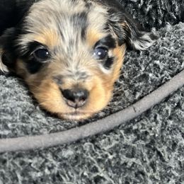 Dachshund Puppies from Miniature Dreams Dachshunds