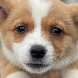 American Corgis and Pembroke Welsh Corgis from Country Corners Corgis