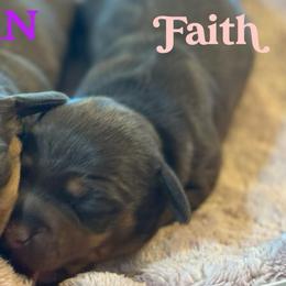 Faith - Chocolate and tan female Dachshund puppy in Staley, North Carolina from Langley Farms Dachshunds