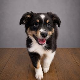 Simon - Black tri male Miniature Australian Shepherd puppy in Macomb, Missouri from Show Me MO Aussies