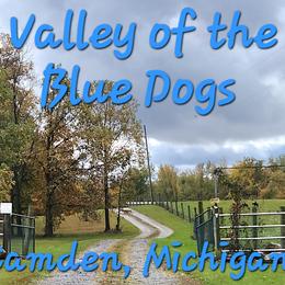 French Bulldog puppies from Valley of the Blue Dogs