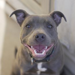 Zesty - Staffordshire Bull Terrier