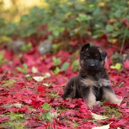 German Shepherd Puppies from Crescent Lake Shepherds