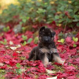 German Shepherd Puppies from Crescent Lake Shepherds