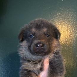 Beni - Blue male German Shepherd puppy in Watervliet, Michigan from M&M Shepherd Farms