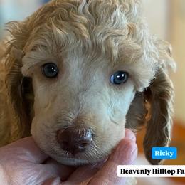 Ricky (ORICK) - Blue Collar Boy - Apricot male Poodle puppy in Charlo, Montana from Heavenly Hilltop Farm