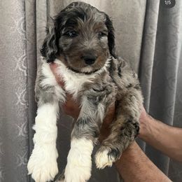 Aussiedoodle Puppies from Native Elegant Doodles