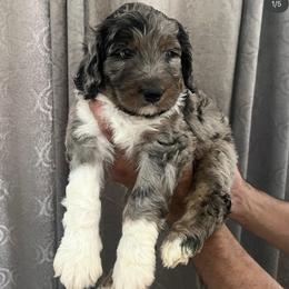 Aussiedoodle Puppies from Native Elegant Doodles