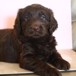 Millie - Chocolate female Labradoodle puppy in Apache Junction, Arizona from Loving Doodle
