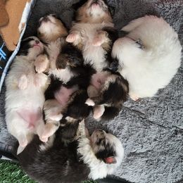 Pomeranian and Pomsky Puppies from CJ White's Pomeranians