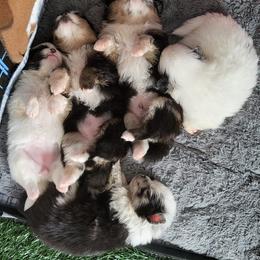 Pomeranian and Pomsky Puppies from CJ White's Pomeranians