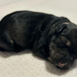 Girl 1 - Salt and pepper female Miniature Schnauzer puppy in Woodburn, Kentucky from Southern Kentucky Schnauzers