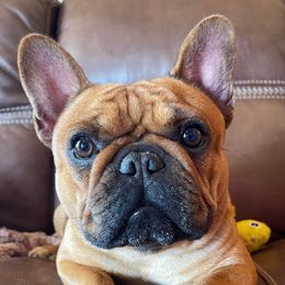 Sahara - French Bulldog