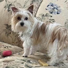 Pixie - Yorkshire Terrier