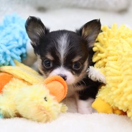 Ryon - Black and tan male Chihuahua puppy in Tulsa, Oklahoma from H-3 Chihuahuas