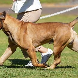 Cane Corso puppies from Island Guard Cane Corso