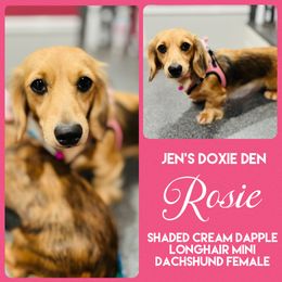 Rosie - Dachshund