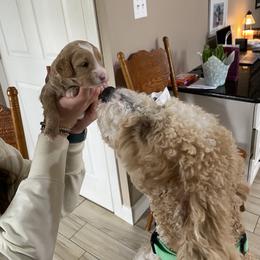 Sheepadoodle Puppies from Sarah Pearl’s Mini Sheepadoodles