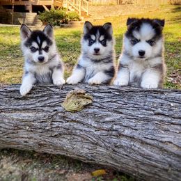 Pomsky Puppies from Pristine Pomskies
