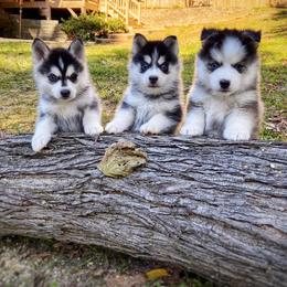 Pomsky Puppies from Pristine Pomskies