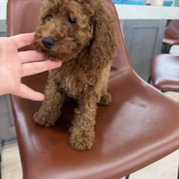 Nicky - Red female Cavapoo puppy in Mint Hill, North Carolina from DoodleForever