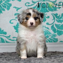 Basset Fauve de Bretagne and Miniature American Shepherd Puppies from 4 Clovers Kennel