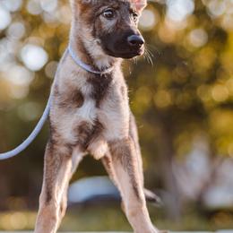 Blue/Yellow Female - German Shepherd puppy in Vancouver, Washington from DraugrHaus German Shepherds