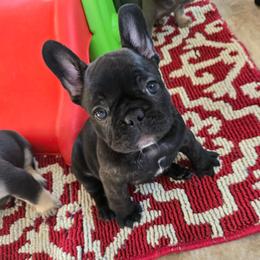 Bhad Bhabie - Brindle female French Bulldog puppy in Wisconsin from Shameless Bulldogs LLC