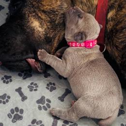 1st pick of the females - Gray and fawn female Cane Corso puppy in Clewiston, Florida from Far From Average Kennels