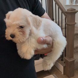 Male 2 - White male Miniature Schnauzer puppy in Seagoville, Texas from JC miniature schnauzers