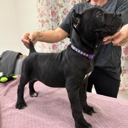 Canary - Black female Cane Corso puppy in Lubbock, Texas from Hub City Kennel