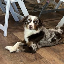 Miniature Australian Shepherds from Marsh Runner Aussies