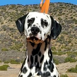 Issak - Dalmatian