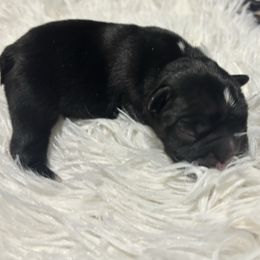 Dotty - Black female French Bulldog puppy in Amarillo, Texas from Bomb City Bulldogs