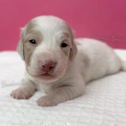 Malibu Ken - Cream male Dachshund puppy in Chandler, Arizona from Vonaducci Doxies, LLC.