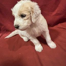 Horchata - Gold female Bordoodle puppy in Indianapolis, Indiana from Indiana Bordoodles
