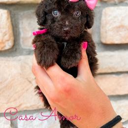 Casa Amor - Chocolate female Goldendoodle puppy in Middletown, Ohio from Lady Doodle Farm