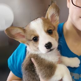 Lyle - Sable and white American Corgi puppy in Damascus, Arkansas from Thomas Corgi's
