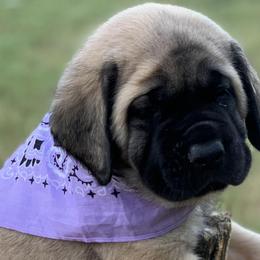 Mastiff Puppies from Red River Mastiff