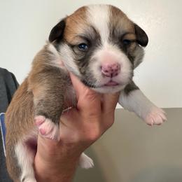Girl 1 - Sable female Pembroke Welsh Corgi puppy in Rochester, Indiana from Stacy’s Pembroke Welsh Corgis
